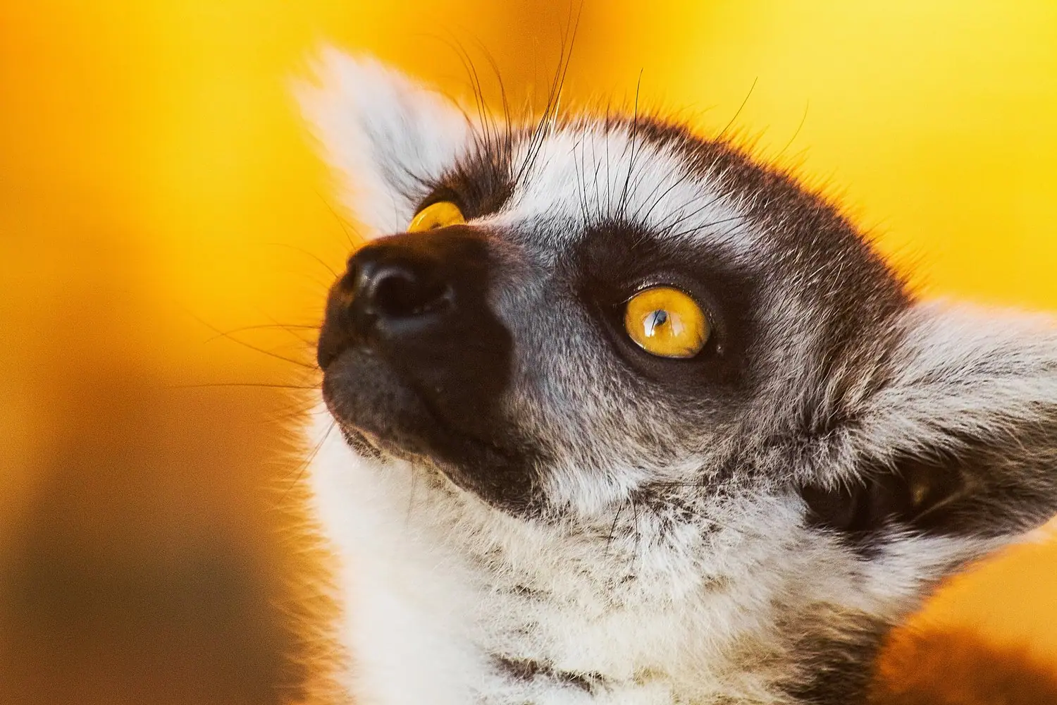 Madagaskar: Lemury i baobaby w dzikim raju